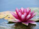 Seerose