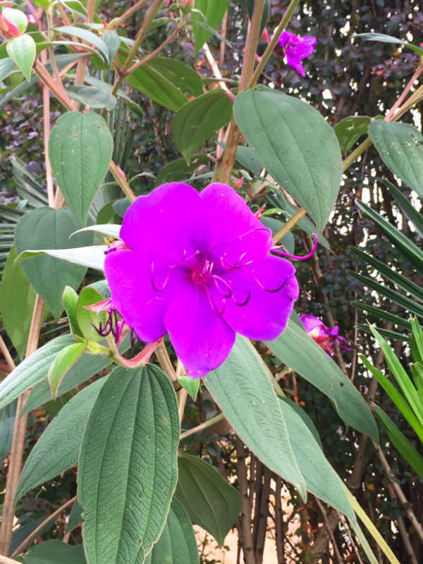 Tibouchina